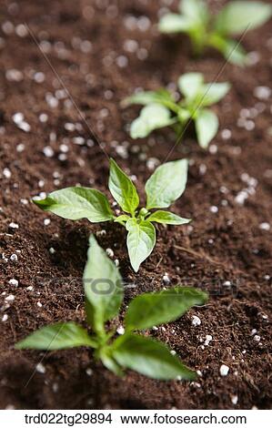 sellective focus of sprouts in the dirt View Large Photo Image Picture - sellective focus of sprouts in the dirt. Fotosearch
