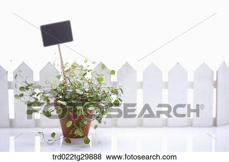sign and plant in the flower pot View Large Photo Image Stock Photo - sign and plant in the flower pot. Fotosearch