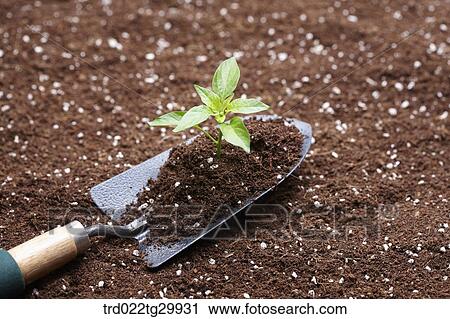 sprouts and dirt on the shovel View Large Photo Image Stock Image - sprouts and dirt on the shovel. Fotosearch