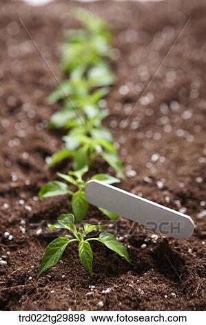 sprouts and sign in the dirt are in a row View Large Photo Image Stock Photo - sprouts and sign in the dirt are in a row. Fotosearch