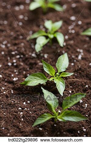 sprouts in the dirt are in a row View Large Photo Image Stock Photograph - sprouts in the dirt are in a row. Fotosearch