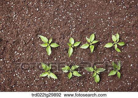 sprouts in the dirt View Large Photo Image Stock Image - sprouts in the dirt. Fotosearch