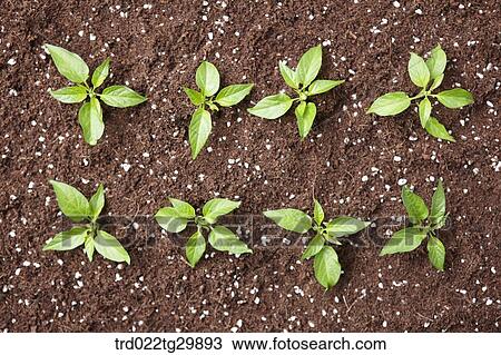 sprouts in the dirt View Large Photo Image Stock Image - sprouts in the dirt. Fotosearch