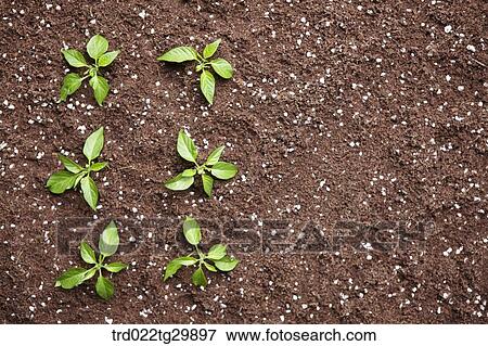 sprouts in the dirt View Large Photo Image Stock Photo - sprouts in the dirt. Fotosearch