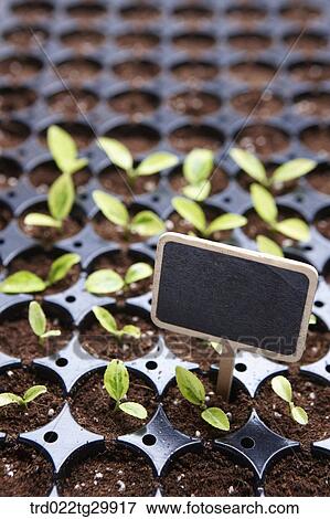 sprouts were arranged in the dirt with sign View Large Photo Image Stock Photo - sprouts were arranged in the dirt with sign. Fotosearch