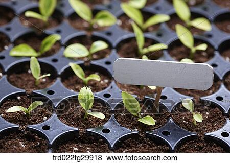 sprouts were arranged in the dirt with sign View Large Photo Image Stock Photo - sprouts were arranged in the dirt with sign. Fotosearch