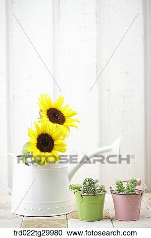 sunflowers in watering can and plant in flower pots View Large Photo Image Stock Image - sunflowers in watering can and plant in flower pots. Fotosearch