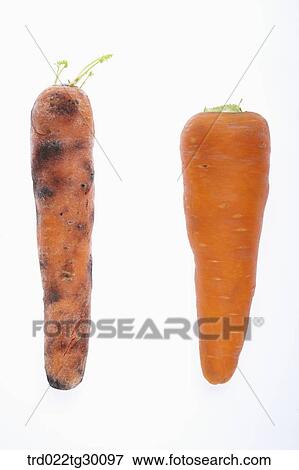 The fresh carrot and rotten another carrot View Large Photo Image Stock Photo - The fresh carrot and rotten another carrot. Fotosearch