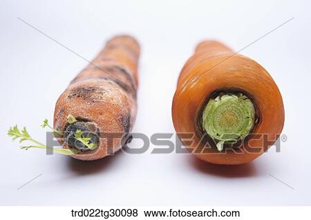 Stock Photo - The fresh carrot and rotten another carrot. Fotosearch