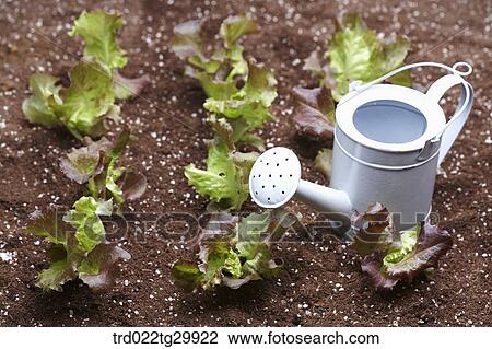 watering can is beside lettuces in the dirt View Large Photo Image Stock Image - watering can is beside lettuces in the dirt. Fotosearch