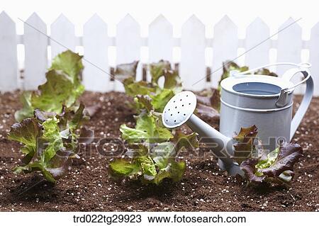 Stock Image - watering can is beside lettuces in the dirt. Fotosearch