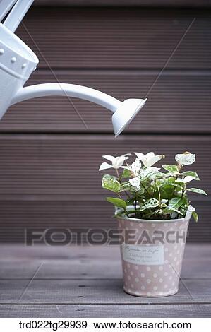 watering to the flower pot View Large Photo Image Stock Photo - watering to the flower pot. Fotosearch