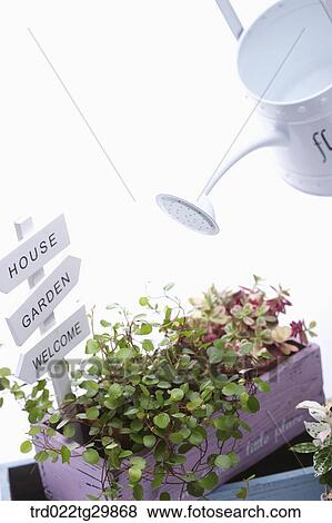 watering to the plant using watering can View Large Photo Image Stock Photo - watering to the plant using watering can. Fotosearch