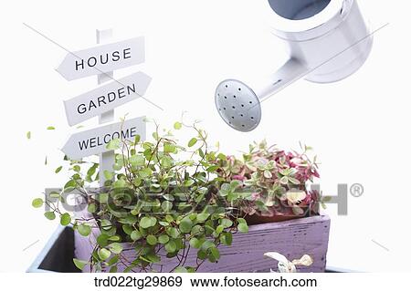 watering to the plant using watering can View Large Photo Image Stock Photo - watering to the plant using watering can. Fotosearch