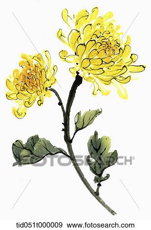 Yellow mum View Large Photo Image Stock Photo - Yellow mum. Fotosearch