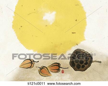 Chinese lantern plant on the ground View Large Illustration Clip Art - Chinese lantern plant on the ground. Fotosearch