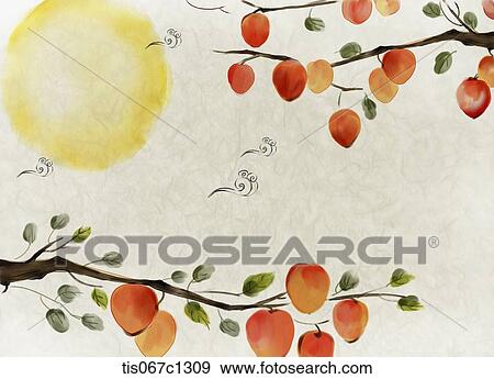 Korean illustration drawing of persimmon tree branches View Large Illustration Stock Illustration - Korean illustration drawing of persimmon tree branches . Fotosearch