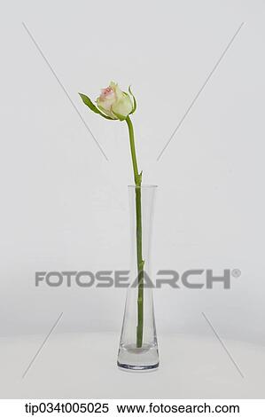 Stock Photography - a glass vase with a flower . Fotosearch