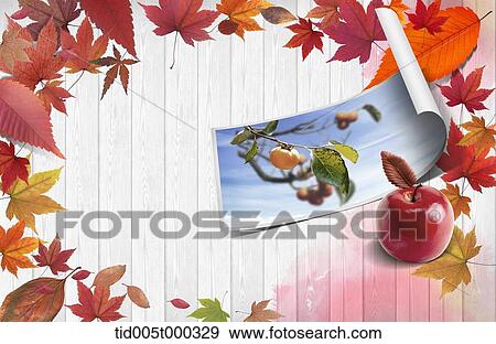 a picture of persimmon tree on a wooden plank surrounded by autumn leaves View Large Photo Image Stock Photo - a picture of persimmon tree on a wooden plank surrounded by autumn leaves. Fotosearch