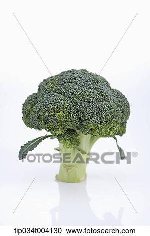 Stock Image - broccoli in white background . Fotosearch