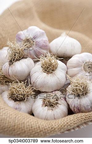 bunch of garlic bulbs on brown cloth View Large Photo Image Stock Photo - bunch of garlic bulbs on brown cloth. Fotosearch