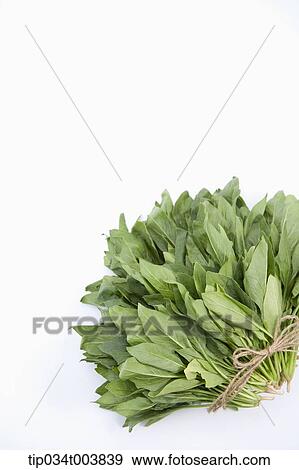 Stock Photo - bundle of organic spinach in white background . Fotosearch