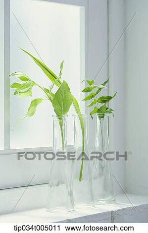 glass jars with leaves by a window View Large Photo Image Stock Image - glass jars with leaves by a window. Fotosearch