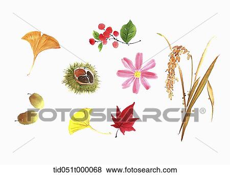Stock Photo - illustration of autumn plants and foods. Fotosearch