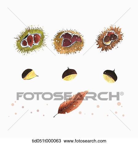 Stock Image - illustration of chestnuts and a leaf. Fotosearch