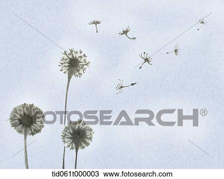 illustration of dandelion View Large Photo Image Stock Image - illustration of dandelion . Fotosearch