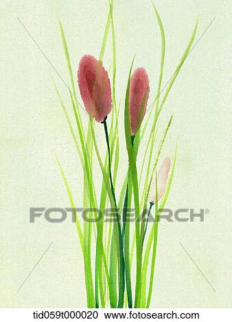 illustration painting of two red flowers with long green grass View Large Photo Image Stock Image - illustration painting of two red flowers with long green grass. Fotosearch