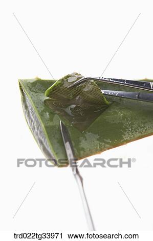 medical tools on a wet flat bamboo plant View Large Photo Image Stock Image - medical tools on a wet flat bamboo plant. Fotosearch
