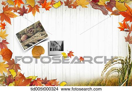 pictures of ginkgo tree in a frame of autumn leaves View Large Photo Image Picture - pictures of ginkgo tree in a frame of autumn leaves. Fotosearch