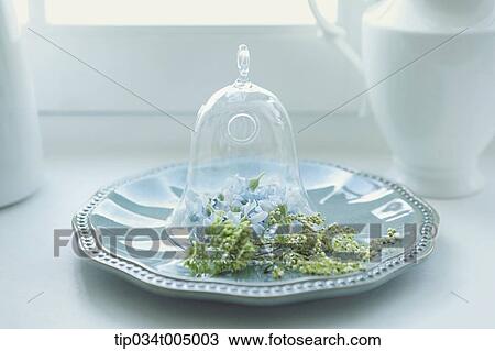 plants in a glass bell on a plate View Large Photo Image Stock Image - plants in a glass bell on a plate. Fotosearch