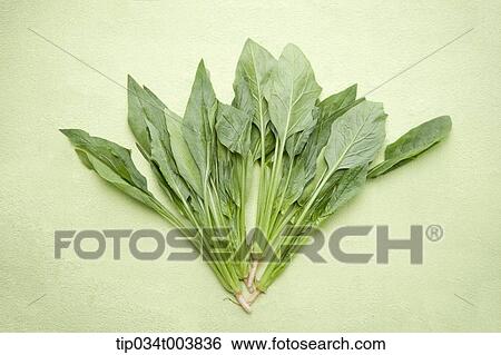 spinach in green background View Large Photo Image Stock Photograph - spinach in green background . Fotosearch