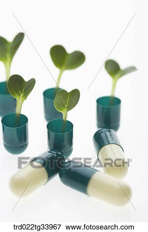 Stock Photo - sprouts planted on opened pills. Fotosearch