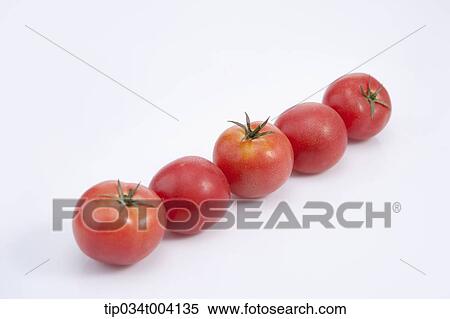 tomatoes in a line View Large Photo Image Stock Photography - tomatoes in a line. Fotosearch