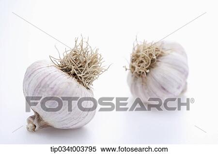 two garlic blubs in white background View Large Photo Image Stock Photography - two garlic blubs in white background . Fotosearch