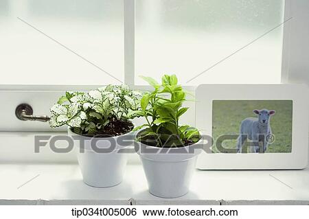 vases with plants and a photo frame by a window View Large Photo Image Stock Photograph - vases with plants and a photo frame by a window. Fotosearch