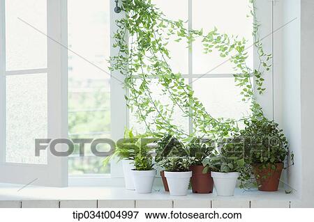 Stock Photo - vine coming through a window and plants in vases by window. Fotosearch