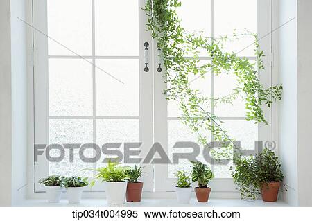 vine coming through a window and plants in vases by window View Large Photo Image Stock Photography - vine coming through a window and plants in vases by window. Fotosearch