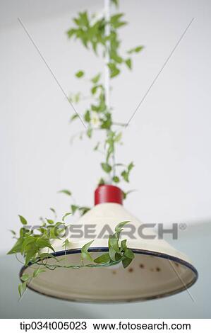 vine surrounding a dining light View Large Photo Image Stock Image - vine surrounding a dining light. Fotosearch