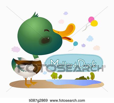 Stock Illustration - illustration of mallard duck. Fotosearch