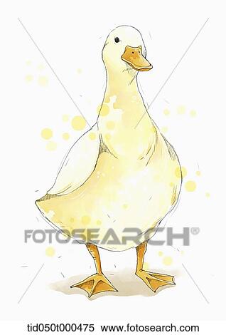 illustration painting of duck View Large Illustration Stock Illustration - illustration painting of duck. Fotosearch