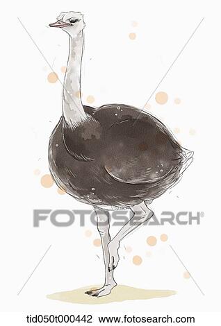 illustration painting of ostrich View Large Illustration Drawing - illustration painting of ostrich. Fotosearch