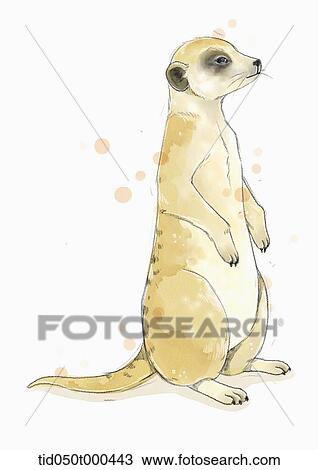 Drawing - illustration painting of otter. Fotosearch
