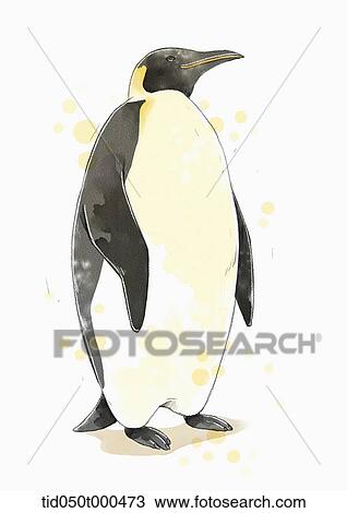 illustration painting of penguin View Large Illustration Drawing - illustration painting of penguin. Fotosearch