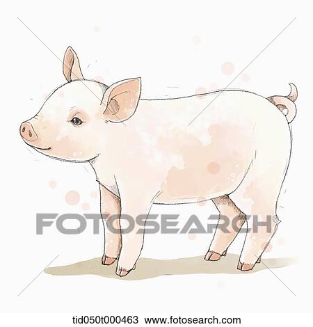 Drawing - illustration painting of pig. Fotosearch