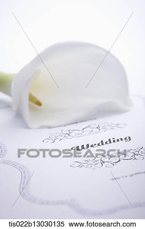 wedding card and a flower View Large Illustration Stock Illustration - wedding card and a flower. Fotosearch