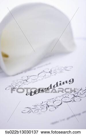 wedding card and a flower View Large Illustration Stock Illustration - wedding card and a flower. Fotosearch